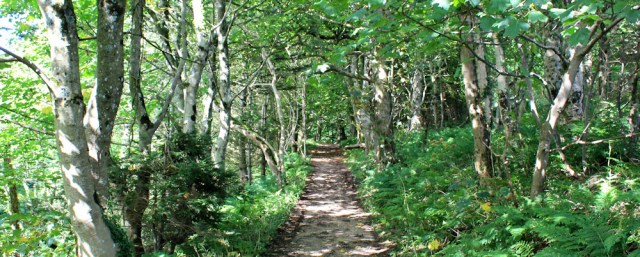 31 path through wood to Lagg, Ruth's coastal walk, Isle of Arran