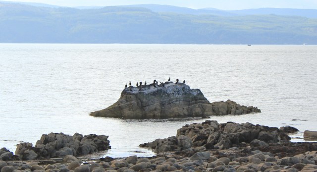 37 cormorants and Mull of Kintyre, Ruth hiking in Scotland