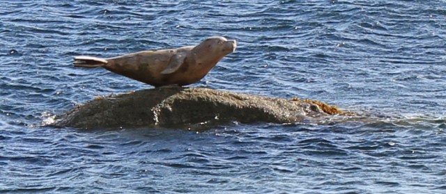 12 carved seal, Corrie, Ruth's coastal walk around the Isle of Arran