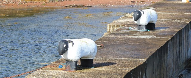 15 sheep on harbour wall, Corrie, Ruth hiking the coastal path around Arran