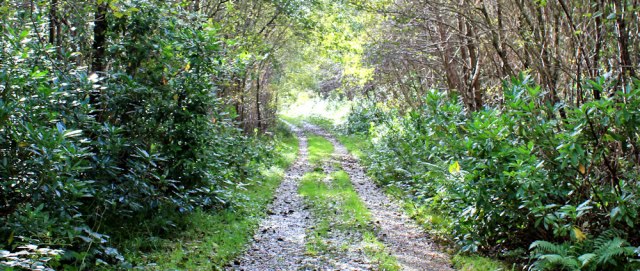 18 path up into the woods, Ruth Livingstone