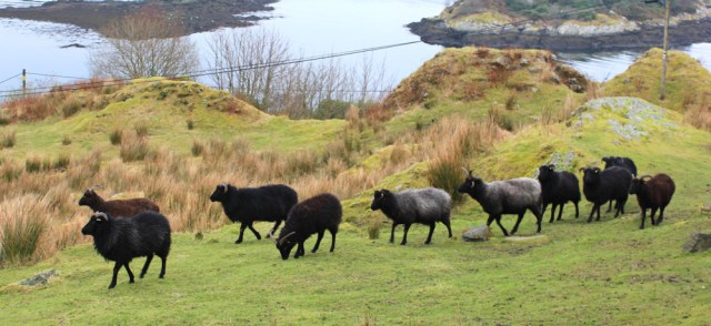 04 goats guarding Tarbert Castle, Ruth Livingstone hiking in Scotland