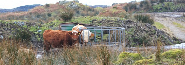 09 a bull, Ruth's coastal walk, Scotland