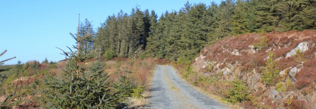 26 Ruth walking tracks through Carradale forest