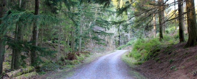 34 tracks through woods, Ruth's coastal walk in Scotland