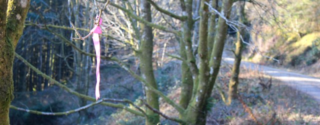 36 pink ribbon on tree, Carradale, Ruth walking the coast of Scotland
