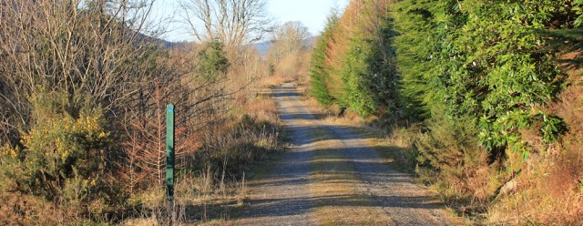 40 walking route, Carradale woods, Ruth hiking