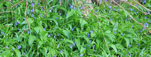 04 bluebells, Ruth's coastal walk, Kintyre, Scotland