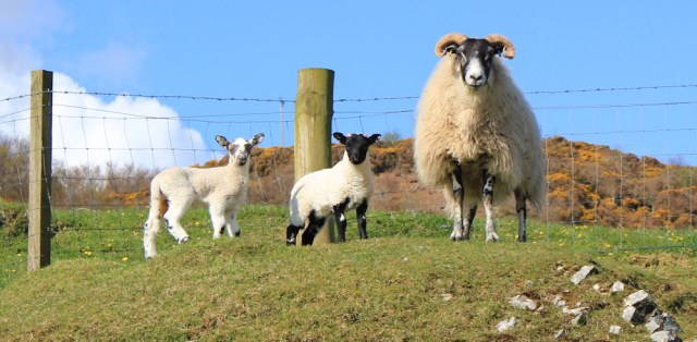 10 sheep and lambs, Mull of Kintyre, Ruth's coastal walk
