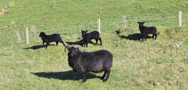 32 black sheep and lambs, Ruth Livingstone hiking in Scotland