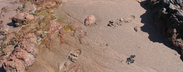 40 footprints in the sand, Ruth's coastal walk