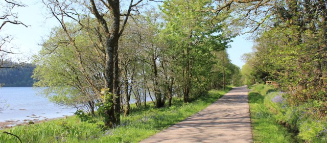 04 bluebells, Ruth's coastal walk, Argyll, Scotland