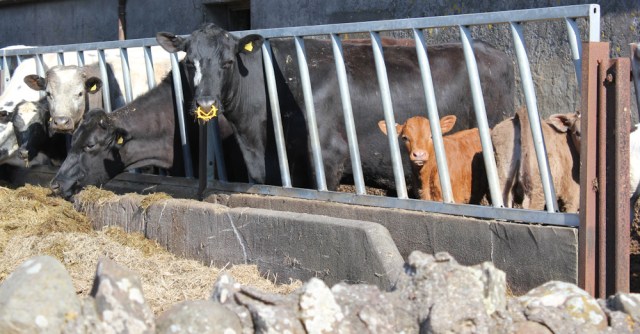 14 cows and calves in barn, Ruth's coastal walk, Mull of Kintyre