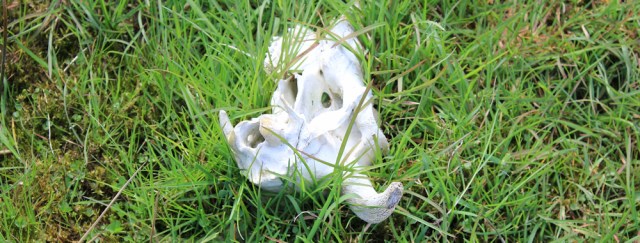 22 sheep's skull, Kintyre Way, Ruth climbing Amod Hill