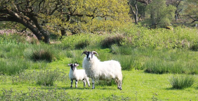 27 sheep with lamb, Ruth's coastal walk, Argyll, Scotland