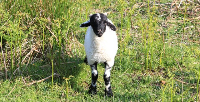 29 lost lamb, Ruth's coastal walk, Argyll, Scotland