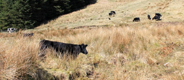 34 cows on the Kintyre Way, Ruth's coastal walk, Scotland