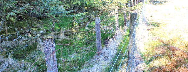 35 double fence, Ruth Livingstone hiding from cows