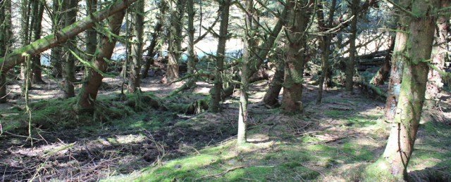 36 woods to escape killer cows, Ruth's coastal walk, Mull of Kintyre