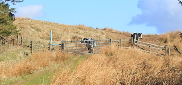 37 cows guarding the gate, Ruth Livingstone on the Mull of Kintyre
