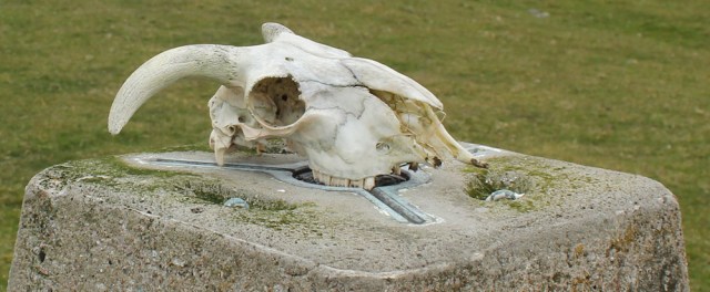 38 skull on top of trig point, Ruth's coastal walk, Kintyre, Scotland