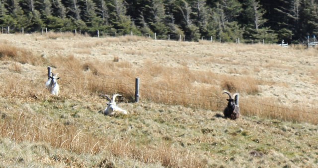 43 wild goats, Ruth's coastal walk, Mull of Kintyre