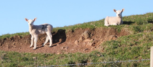 59 lambs in fields, Ruth's coastal walk, Mull of Kintyre