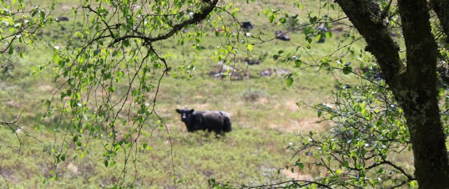 02 cows in the distance, Ruth's coastal walk, Argyll, Scotland