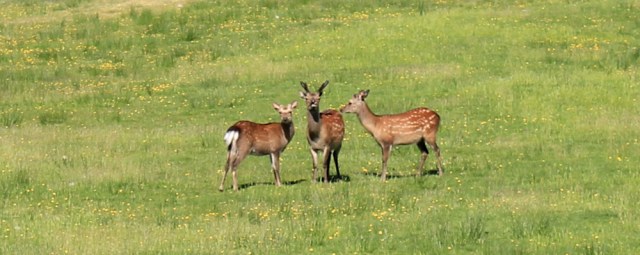 02 deer in fields, Ruth's coastal walk, Knapdale, Scotland