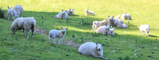 02 sheep and lambs in Kilninver, Ruth's coast walk around Scotland