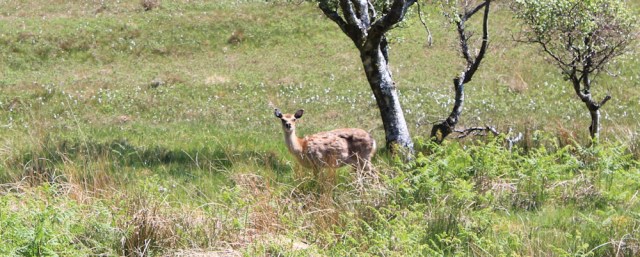 06 deer in the field, Ruth's coastal walk, Argyll, Scotland