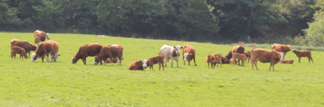06 fields of cows, Ruth's coastal walk, Argyll, Scotland