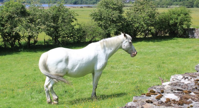 12 white horse, Kintraw, Ruth's coastal walk, Scotland