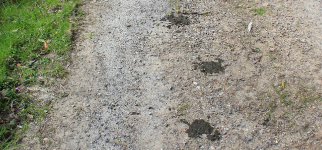 15 cowpats on the track, Ruth's coastal walk, Argyll, Scotland