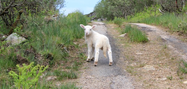 20 cheeky lamb, Ruth's coastal walk, Argyll, Scotland