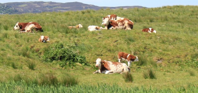 20 cows and calves, Ormsary, Ruth's coastal walk, Argyll, Scotland