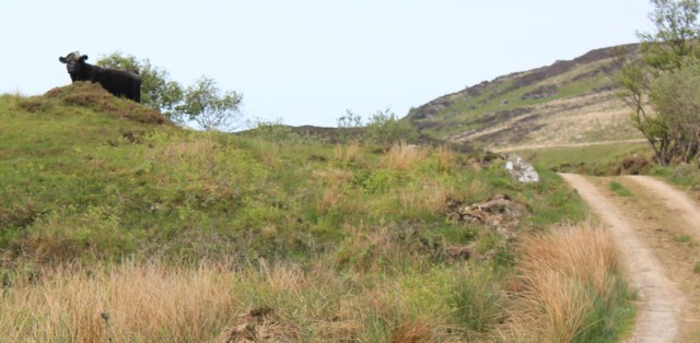 21 cow pass, Ruth's coastal walk, Argyll, Scotland