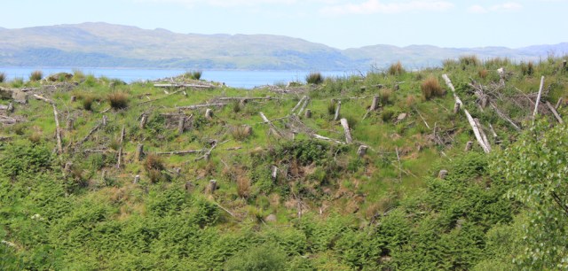 21 logging area, Ruth hiking in Argyll