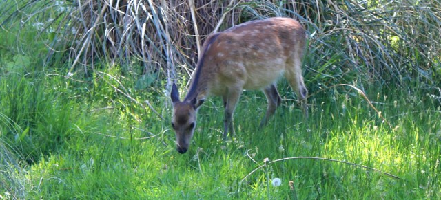 24 deer among the horses, Ruth's coastal walk, Knapdale, Scotland