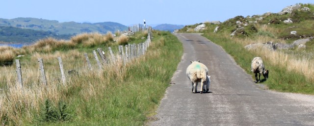 24 sheep and lambs on road to Castle Sween, Ruth's coastal walk, Argyll, Scotland