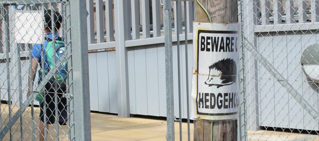 27 beware hedgehogs, Ruth Livingstone