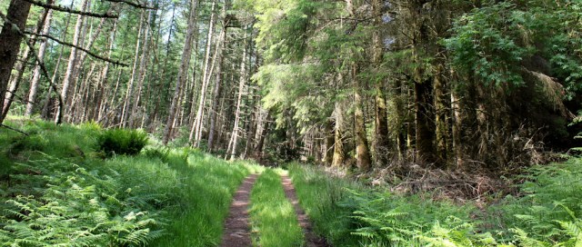 32 forest track, Black Mount, Ruth Livingstone hiking in Scotland