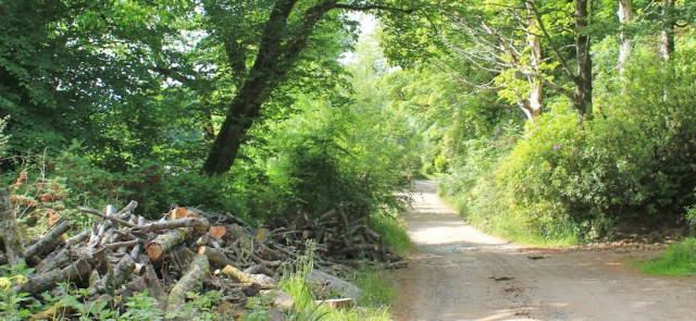 33 logs beside the road to Craobh Haven, Ruth hiking in Argyll, Scotland