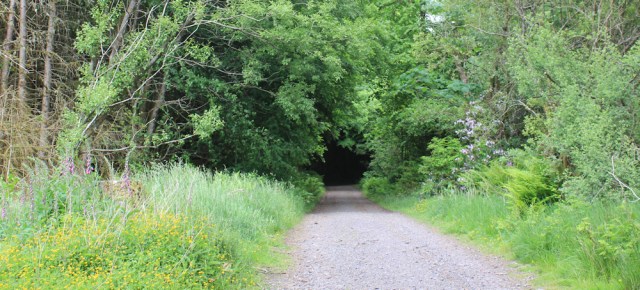 36 flowers on Black Mount, Ruth's coast walk around Scotland