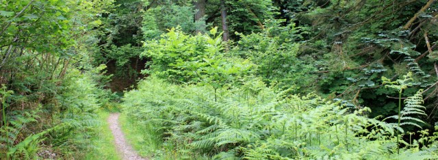38 path down Black Mount, Ruth walking to Oban