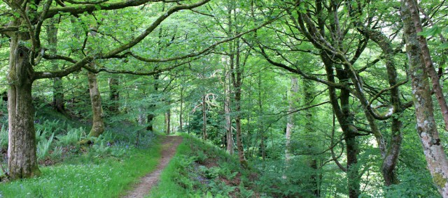 40 forest walk to Kilmartin, Ruth's coastal hike, Scotland