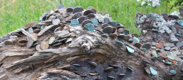 54 trunk of the money tree, Ruth's walk around Scotland's coast
