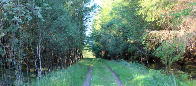 58 track through woodland, Ruth walking the coast of Argyll, Scotland