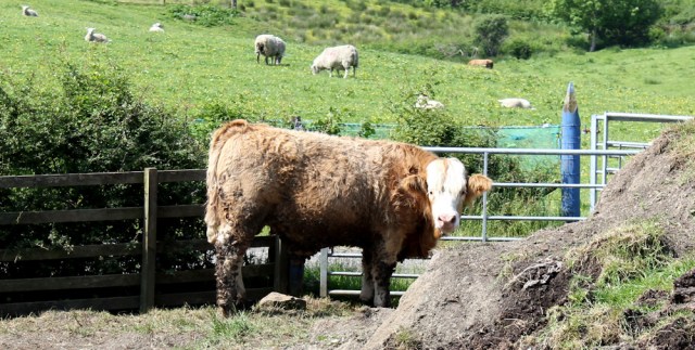 63 hello bull, Ruth's walk around Scotland's coast