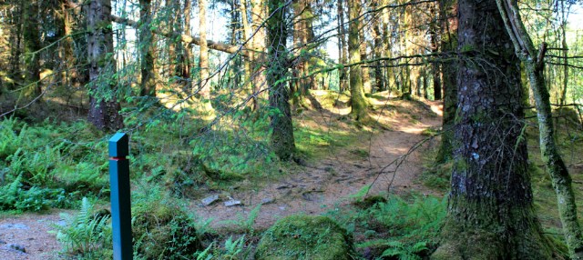 65 woodland path, Ruth walking the coast of Argyll, Scotland